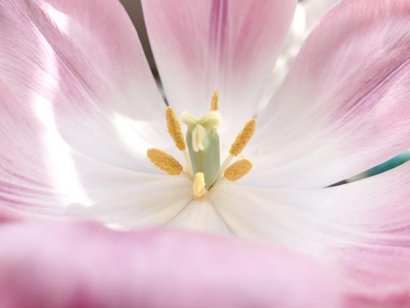 southern california gardening a month-by-month guide